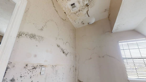 Best Water Damage & Mold Remediation  in Folly Beach, SC