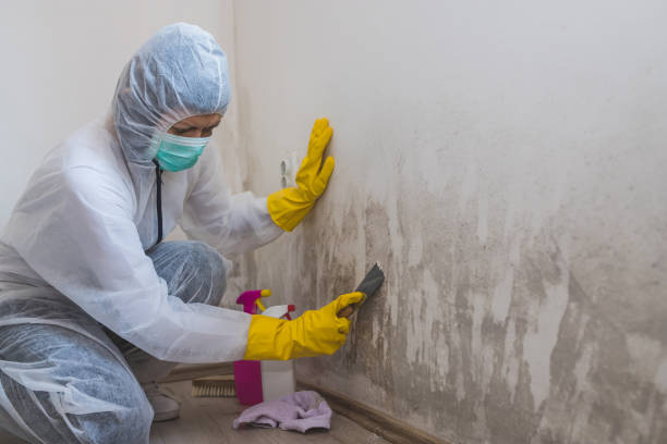 Best Real Estate Mold Inspection  in Folly Beach, SC