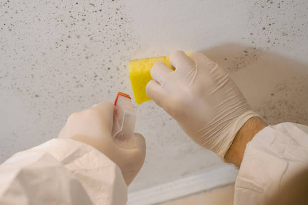 Best Airborne Mold Testing  in Folly Beach, SC