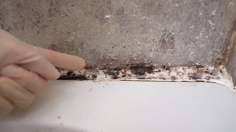 Best Post-Construction Mold Inspection  in Folly Beach, SC