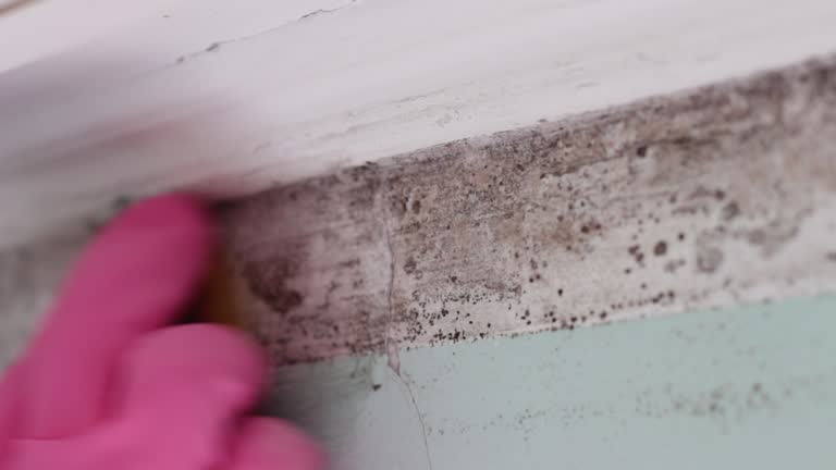 Best Attic Mold Removal  in Folly Beach, SC